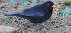 Amsel