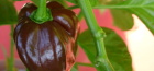 Brown Habanero