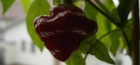 Scotch Bonnet